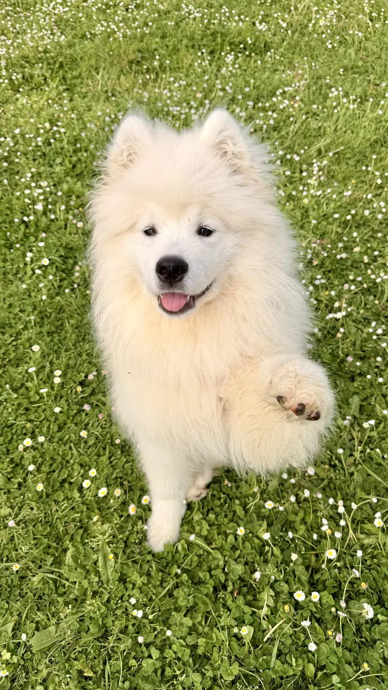 Samoyède blanc assis dans l'herbe fleurie de pâquerettes pendant une promenade