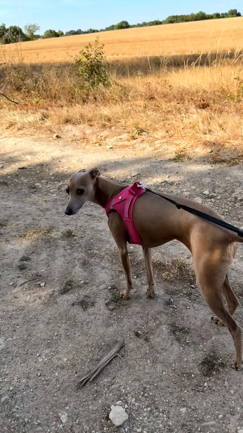 Petit lévrier italien en harnais rose sur un chemin de terre bordé de champs