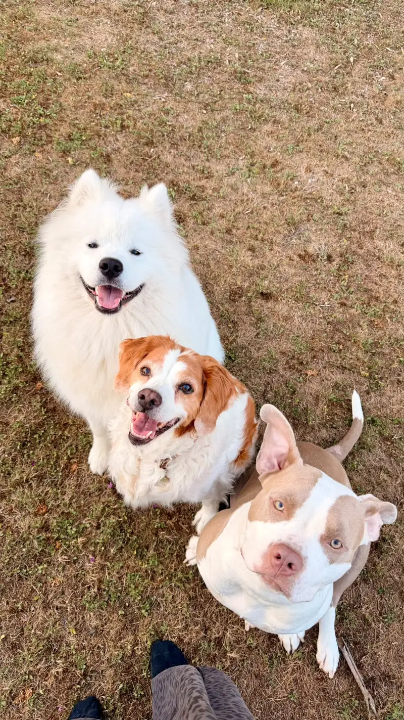 Trois chiens gardés ensemble, un samoyède, un épagneul et un bully, assis dans l'herbe