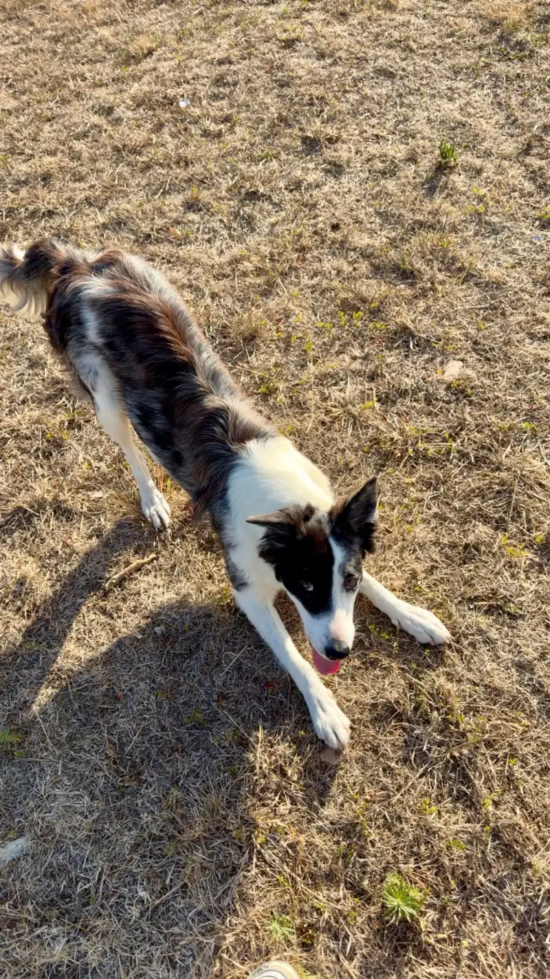 Border collie en position de jeu sur l'herbe pendant une promenade