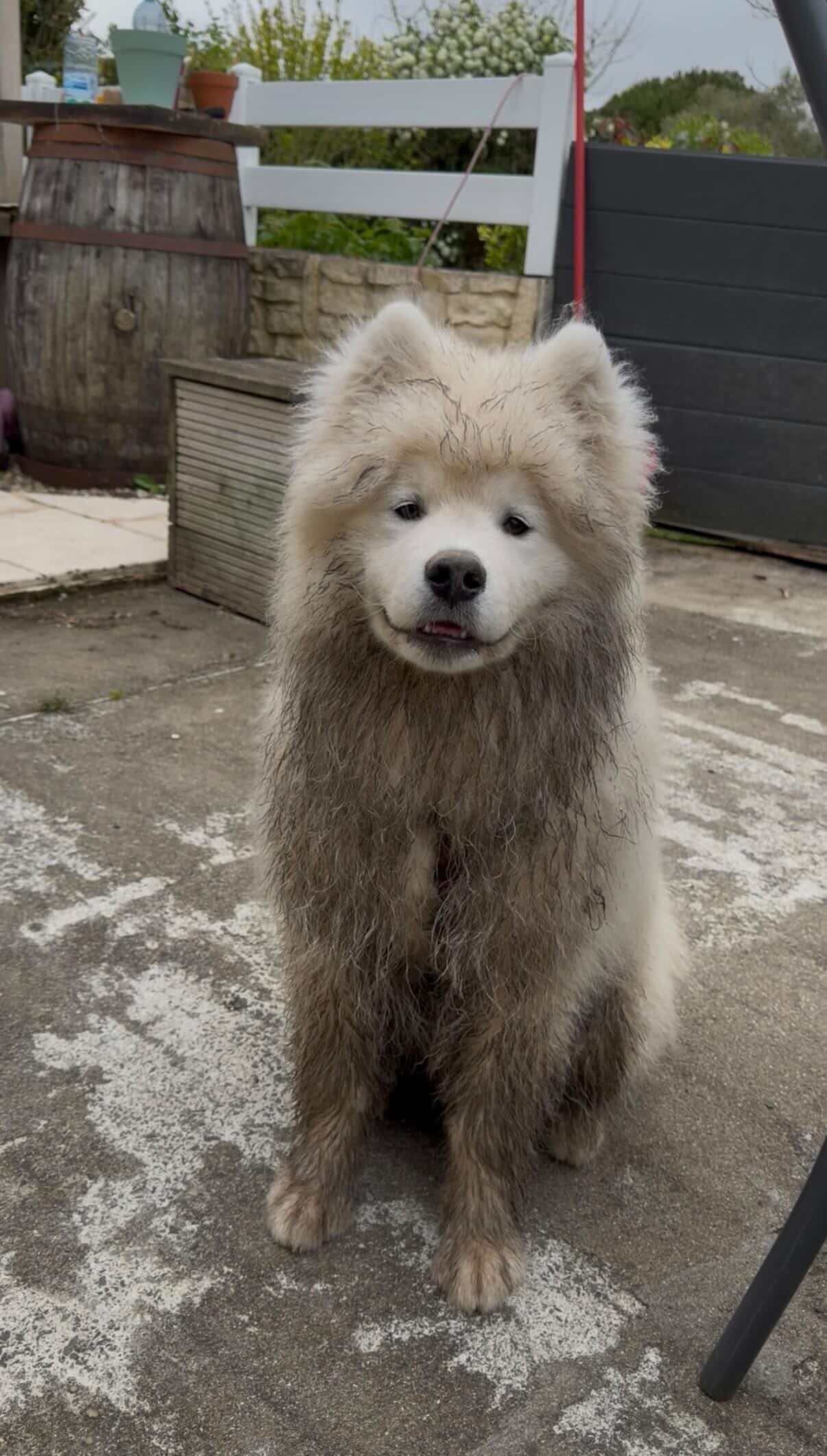 Un poilu sale est un poilu heureux